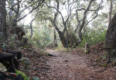 Forest Path Forest Path